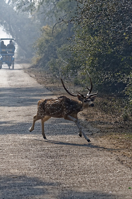 Keoladeo national park-128